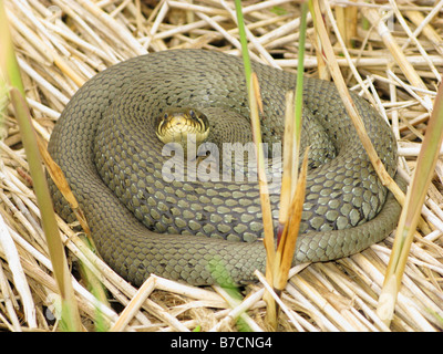 Biscia dal collare (Natrix natrix), a prendere il sole sul pettine a secco, in Germania, in Baviera, Isental Foto Stock