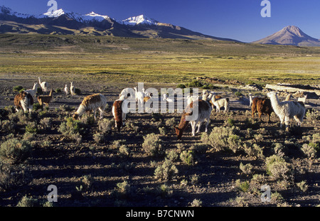 Alpaca (Lama pacos), alpaca su un bofedal vicino a Colchane con Cerro Cabaray (6433 m), Cile, Isluga Nationalpark Foto Stock