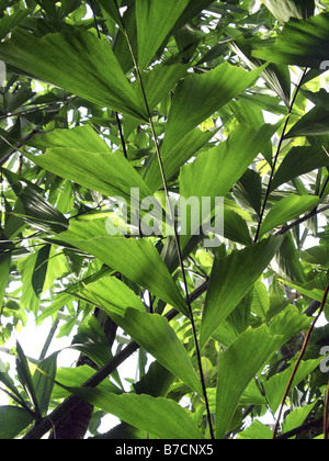 Coda di pesce birmano Palm (Caryota mitis), leaf Foto Stock