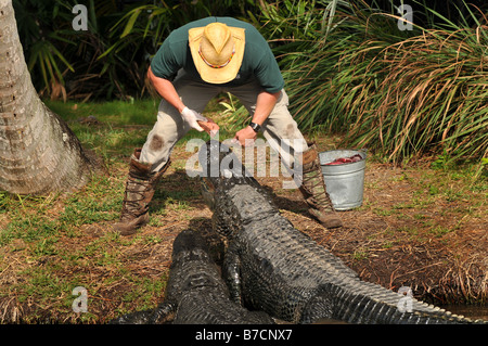 Trainer e Alligator Foto Stock