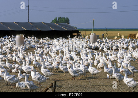 Oca domestica (Anser anser f. domestica), Geesefarming, Ungheria Foto Stock