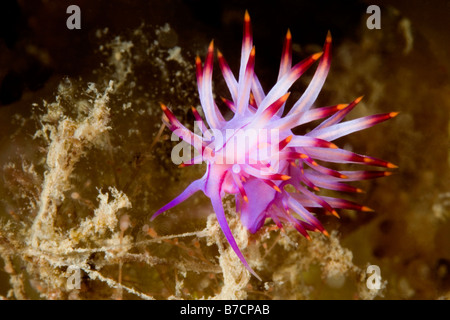 Nudiramazione, Coryphellina lotos, precedentemente descritta come Flabellina rubrolineata e Coryphellina rubrolineata . Nelson Bay, Port Stephens, Australia Foto Stock