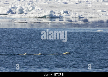 Orso polare (Ursus maritimus), con i cuccioli di nuoto, Norvegia Isole Svalbard Foto Stock