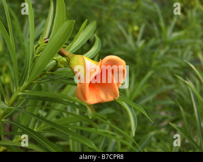 Dado fortunato, giallo oleandri, messicano gli oleandri, Be-Still, Bestill, Bestill tree (Thevetia peruviana), fiore, Yemen, Mukalla Foto Stock