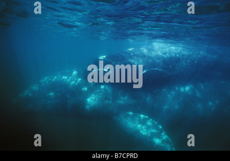 Balena Grigia (Eschrichtius robustus, Eschrichtius gibbosus), con vitello, Messico, Baja California Foto Stock