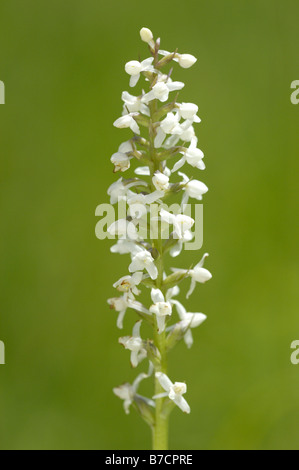 Fragranti orchidea (Gymnadenia conopsea), fiori bianchi, in Germania, in Baviera Foto Stock