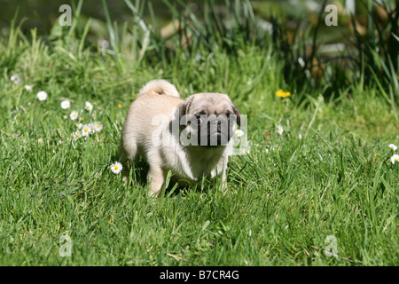 Pug (Canis lupus f. familiaris), cucciolo, 8 settimane Foto Stock