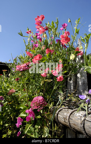 Pisello dolce (Lathyrus odoratus), fioritura su un giardino recinto Foto Stock