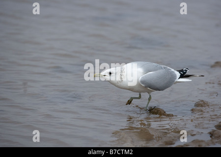 Gabbiano comune Larus canus alimentare nelle zone costiere creek Inverno Inverno Norfolk Foto Stock