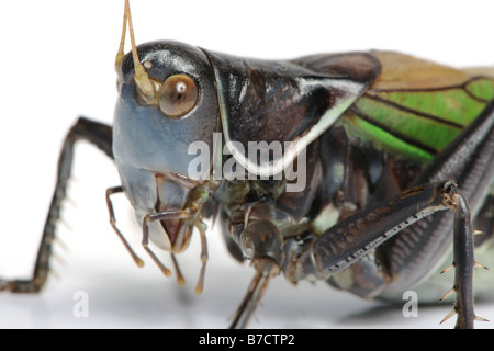 Grasshopper - Gampsocleis gratiosa Foto Stock