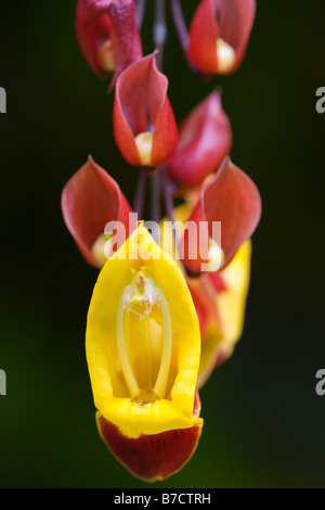 Insolito attraente fiori selvatici in crescita in Asia Foto Stock