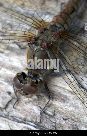 Common Darter Sympetrum striolatum libellula Foto Stock