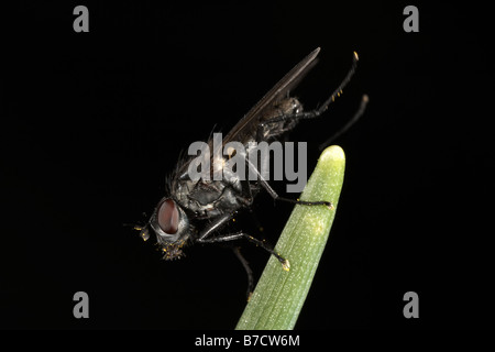 Minor House fly Fannia canicularis Fanniidae famiglia Foto Stock