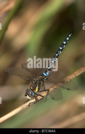 Migrant Hawker Aeshna mixta leven canal East Yorkshire Foto Stock