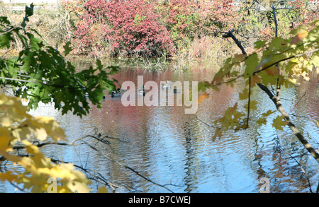 Un autunno magnifico colpo di le anatre bastarde sul fiume. Shot attraverso colorate Foglie di autunno. Foto Stock