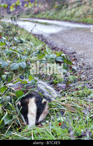 BADGER ROAD KILL accade anche sulle corsie di rurale Foto Stock