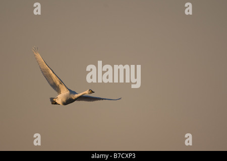 Bewick o Tundra Swan Cygnus columbianus bewickii Foto Stock