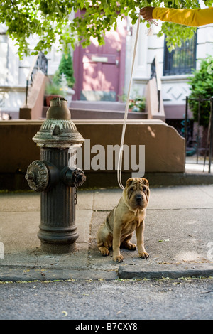 Un Shar-Pei al guinzaglio, all'aperto Foto Stock