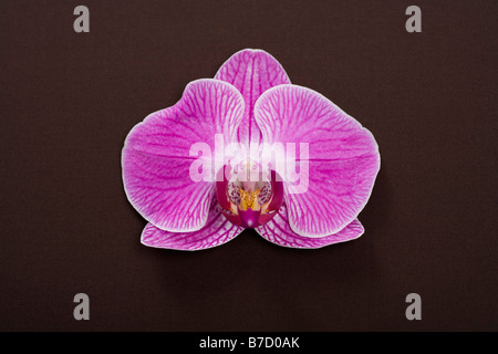 Un singolo Moth Orchid (Phalaenopsis) Foto Stock