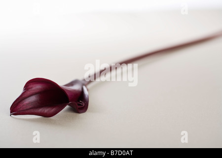 Un rosso scuro Calla Lily (Zantedeschia aethiopica) Foto Stock