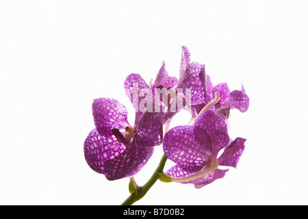 Quattro Moth Orchidee (Phalaenopsis) su uno stelo Foto Stock