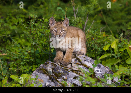 Canadian Lynx seduto su una roccia Foto Stock