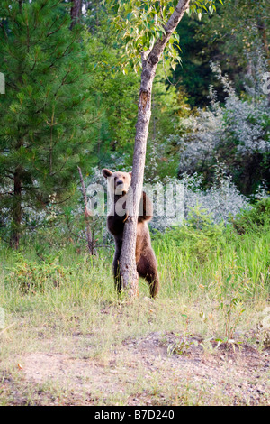 Un Grizzly Bear Cub dietro a un albero Foto Stock