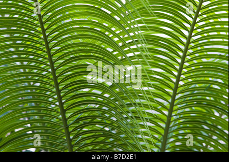Palm Fronds Abstract Foto Stock