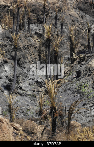 Foresta di palme bruciate dagli incendi forestali nel 2007, Canarie, Gran Canaria Foto Stock