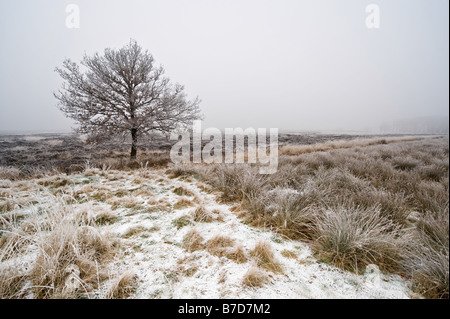 Inverno tree brughiera in Drenthe nei Paesi Bassi Foto Stock