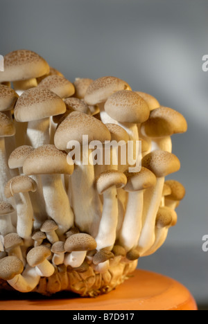 Buna funghi shimeji conosciuto anche come 'brown beech funghi" Foto Stock