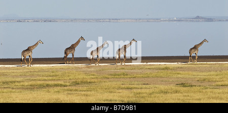 Giraffe (Giraffa camelopardalis), cinque giraffs camminando sulla spiaggia del Lago Manyara in Tanzania Foto Stock