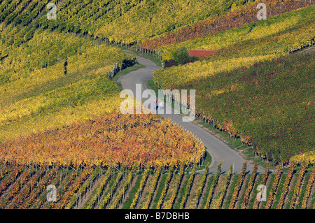 Walkers percorrendo una strada in corrispondenza del comprensorio viticolo, GERMANIA Baden-Wuerttemberg Foto Stock