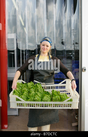 Agriturismo lavoratore con raccolte le lattughe Foto Stock