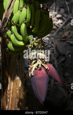 Banana (Musa paradisiaca, Musa x paradisiaca), Blossom, Capo Verde Isole di Capo Verde Foto Stock