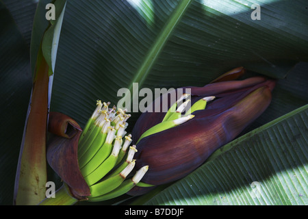 Banana (Musa paradisiaca, Musa x paradisiaca), infiorescenza con giovani frutti, Capo Verde Isole di Capo Verde Foto Stock