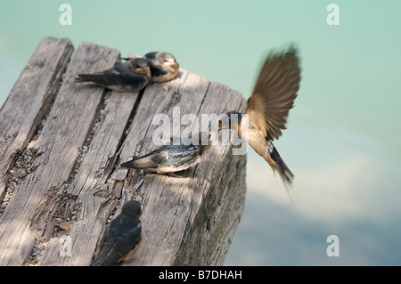 Bacio di inghiottire Foto Stock