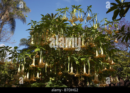 Angelo tromba tree (Brugmansia spec., Datura spec.), fioritura arbusto, Portogallo, la Madera, Funchal Foto Stock