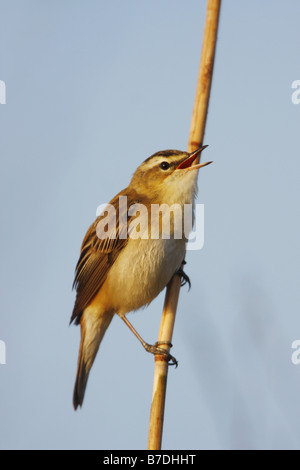 Trillo reed (Acrocephalus scirpaceus), cantando, Paesi Bassi, Laues Meer Foto Stock