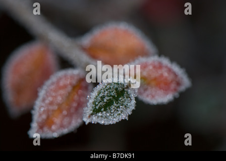 Close-up di una pianta di giardino con un rivestimento di brina sulle foglie. Foto Stock