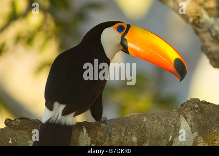 Trasduttore Toco toucan Ramphastos toco Foto Stock