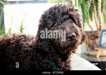 Un marrone cioccolato acqua portoghese cane - Labradoodle siede pazientemente. Foto di Tom Zuback Foto Stock