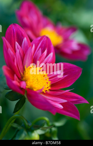 DAHLIA SCARLET CLARE Foto Stock