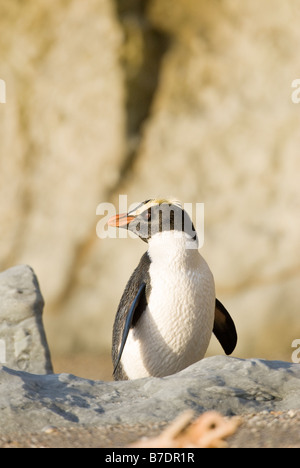 Fiordland pinguino crestato, Eudyptes pachyrhynchus in posa sulle rocce sulla spiaggia di Monroe, Nuova Zelanda Foto Stock