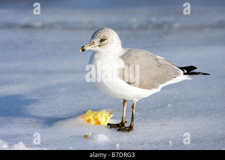 Anello di Gabbiano fatturati in piedi sul ghiaccio Foto Stock