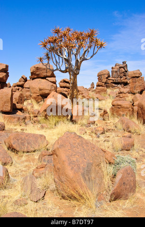 Faretra tree circondata da rocce rosse al gigantesco parco giochi in Namibia, Africa Foto Stock