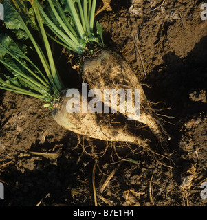 Un buon esempio di raccolte mature di barbabietole da zucchero radici Foto Stock