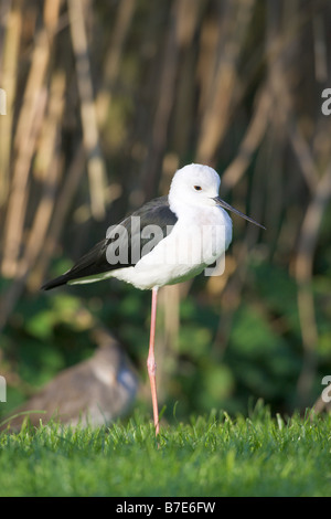 Black winged Stilt Himantopus himantopus Foto Stock