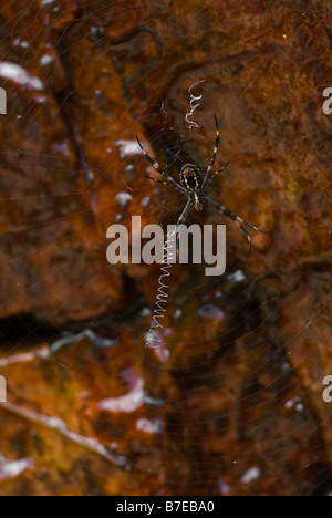 Golden Orb Spider sul web con rocce umide in background Foto Stock