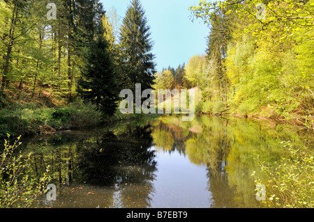 Stagno circondato da foresta in Karlsbrunn, Germania Foto Stock